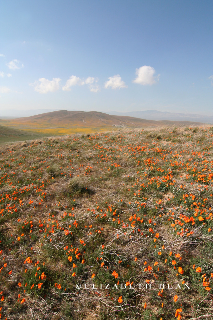 Antelope Valley Poppy Fields