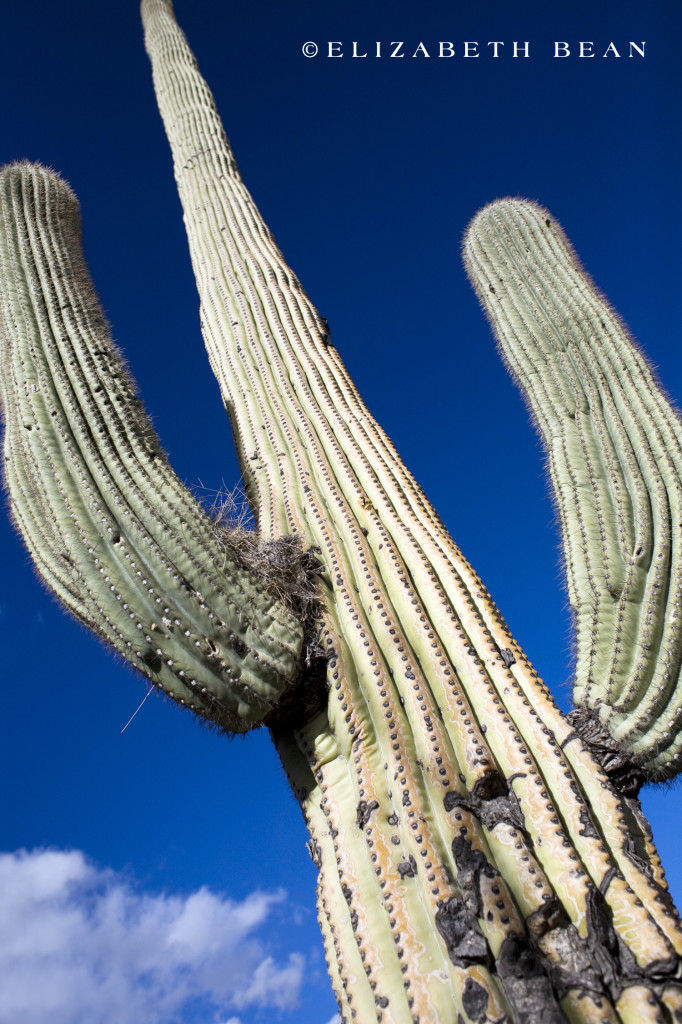 022711 Finger Rock Cyn 15