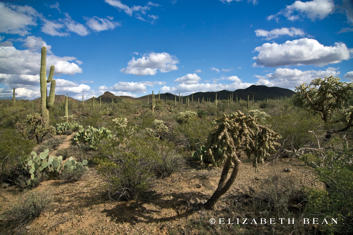 Saguaro National Park ~ Tucson, Arizona