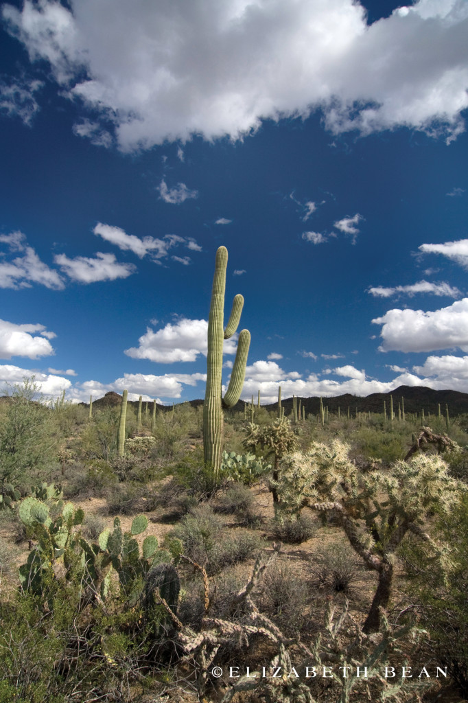 Saguaro National Park ~ Tucson, Arizona