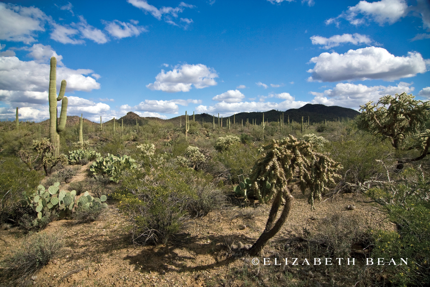 Saguaro National Park ~ Tucson, Arizona