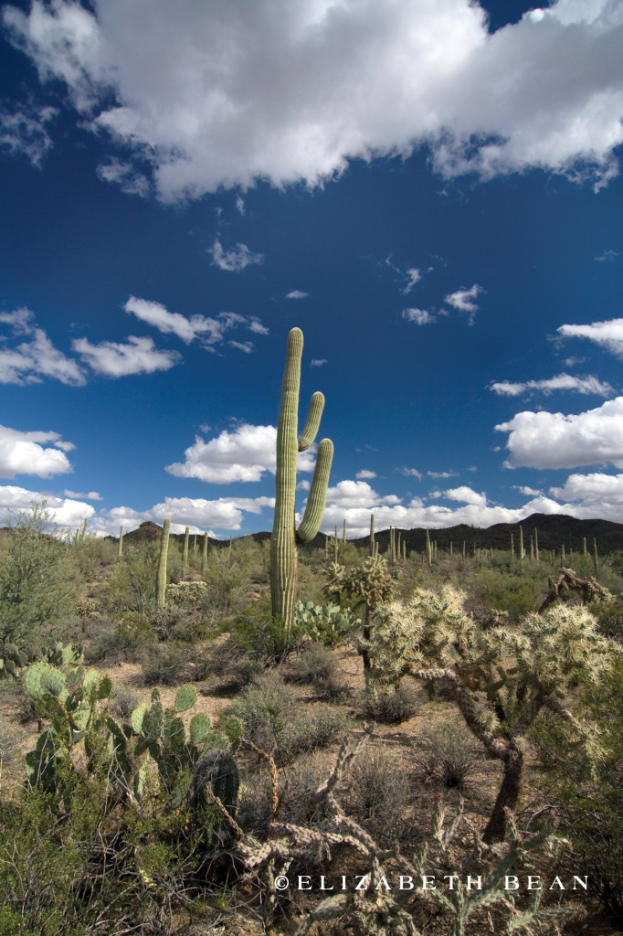 Saguaro National Park ~ Tucson, Arizona