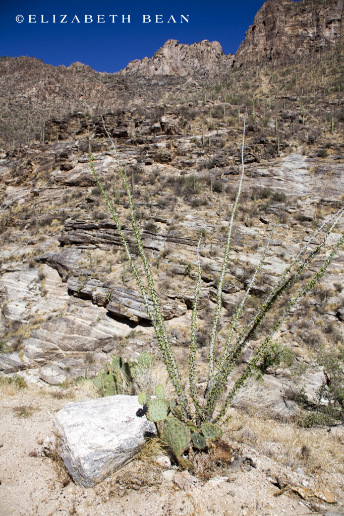051112 Sabino Cyn 21