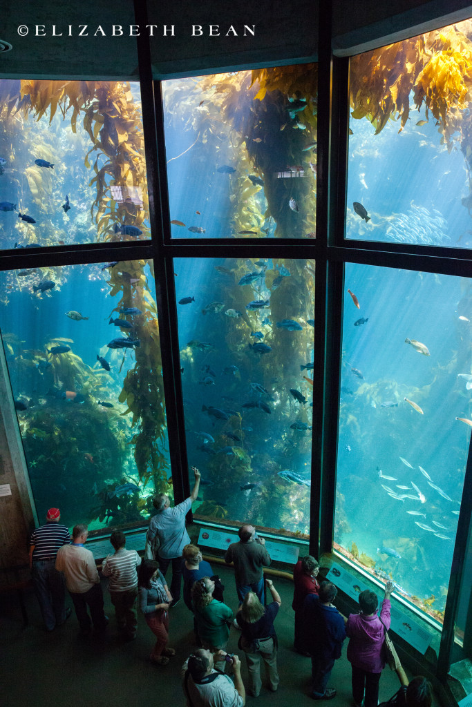 052813 Monterey 49