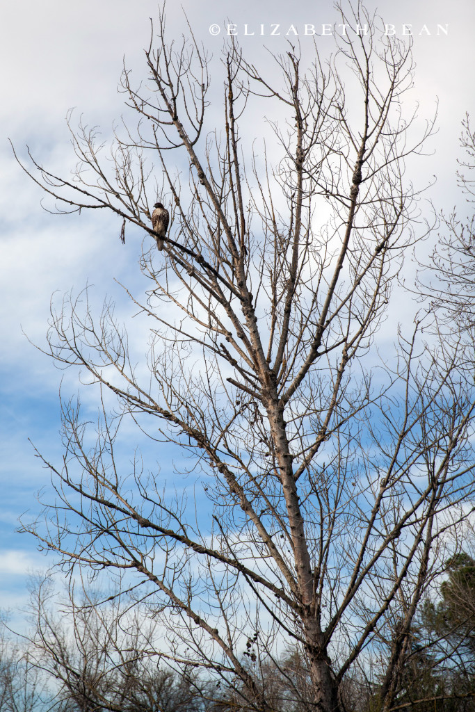 021416 Merced Refuge 18